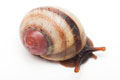 Acavus haemastoma haemastoma Mirrisa, Sri Lanka juvenil, 15 mm